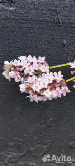 Лаванда Элеганс Пинк