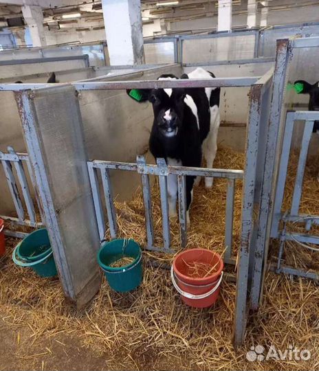 Телята бычки