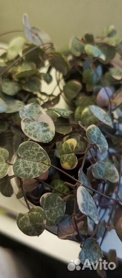 Суккуленты