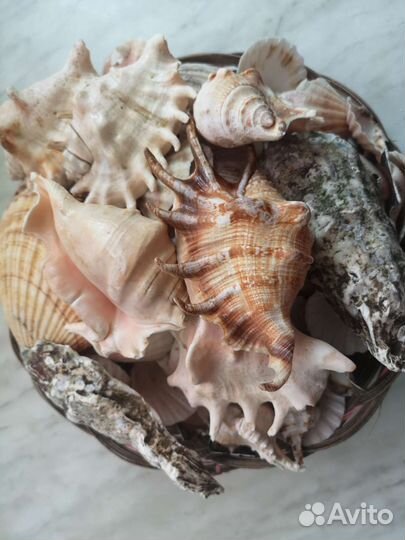 Морские ракушки раковины