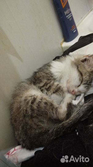 Отдам котёнка в добрые руки