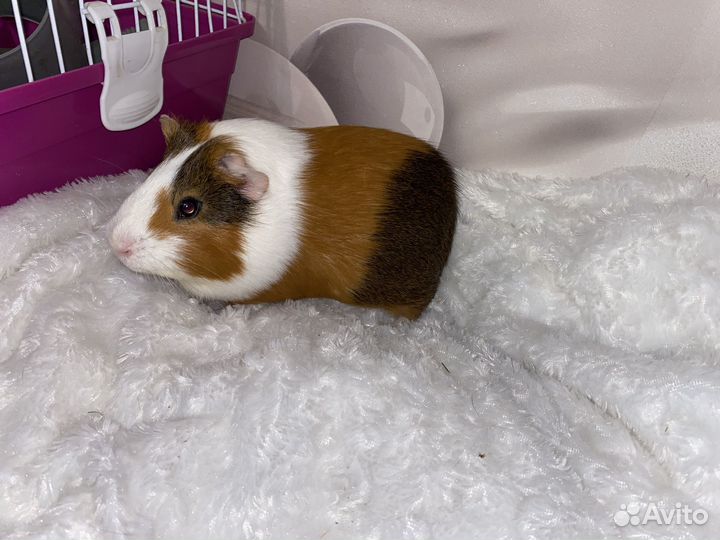 Морская свинка