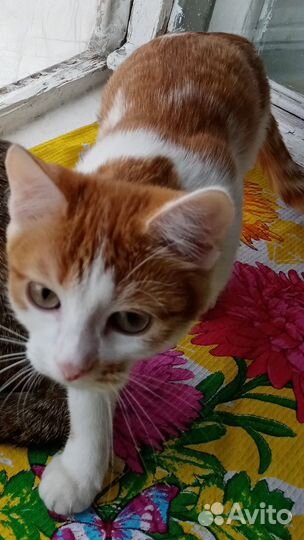 Домашние животные