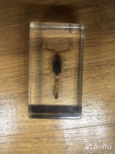 Маньчжурский золотой скорпион в эпоксидном боксе