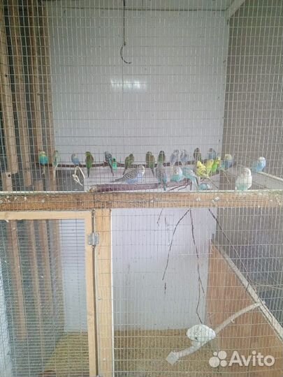 Волнистый попугай