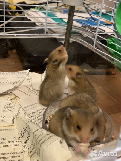 Хомячки сирийские