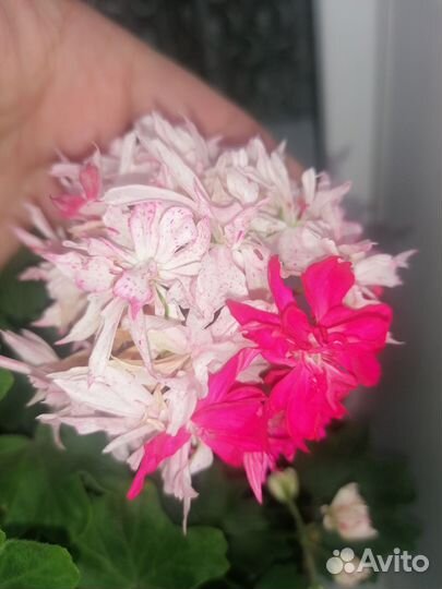 Продам черенки сортовой герани