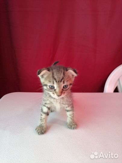 Шотландские вислоухие котята