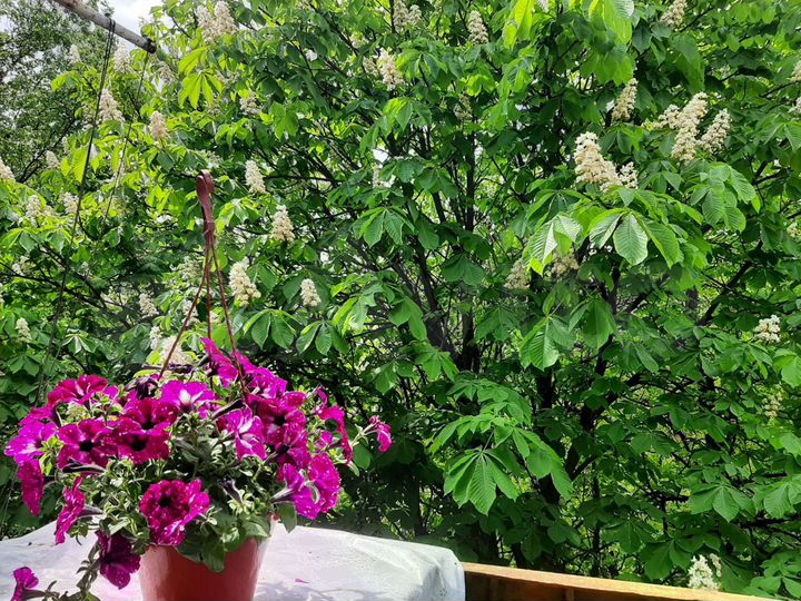 1-к. квартира, 30,6 м², 5/5 эт.