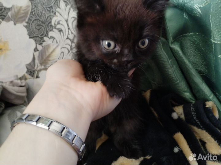Котенок бесплатно