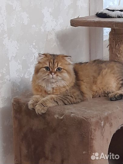Отдам кота в добрые руки
