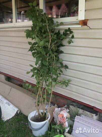 Саженцы сирени