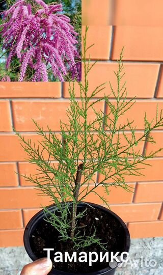Замиокулькас вариегатный green on green