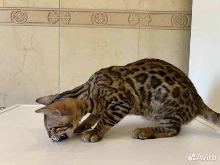 Бенгальский котенок девочка