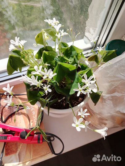 Кислица оксалис