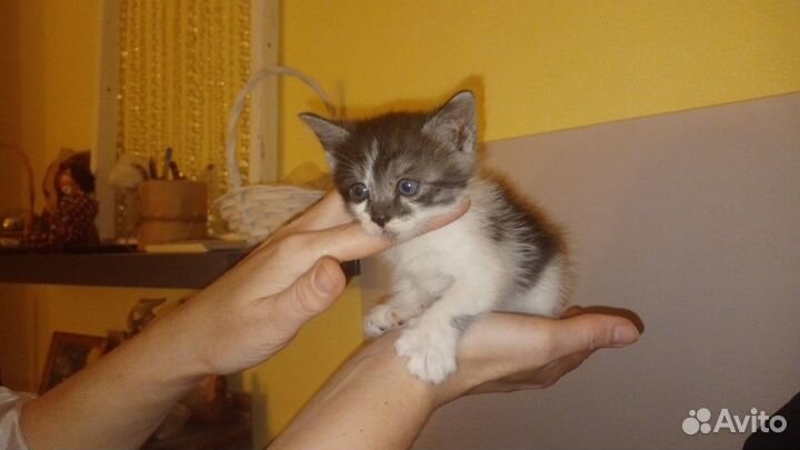Котята с ладошку 1 месяц ищут своих мам и пап
