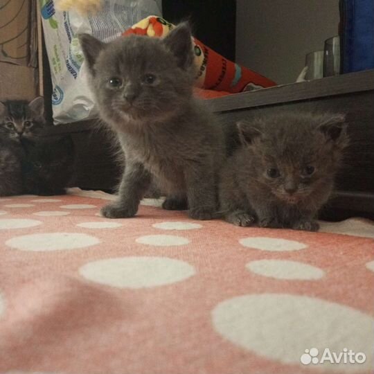 Котики бесплатно в добрые руки