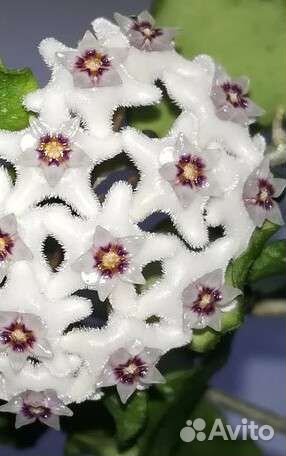 Хойи (мелкашечки)