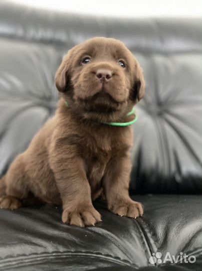 Лабрадор ретривер