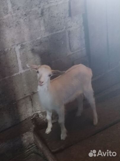 Козленок 1 месяц