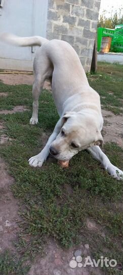 Мальчик для вязки ищет подружку 1.5