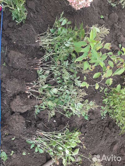 Астильба розовая