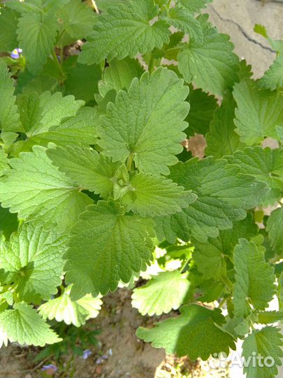 Пустырник,иссоп, шалфей