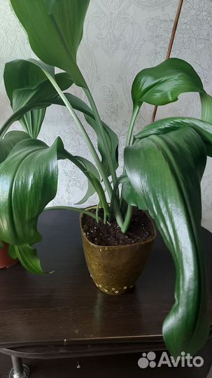 Эухарис амазонская лилия