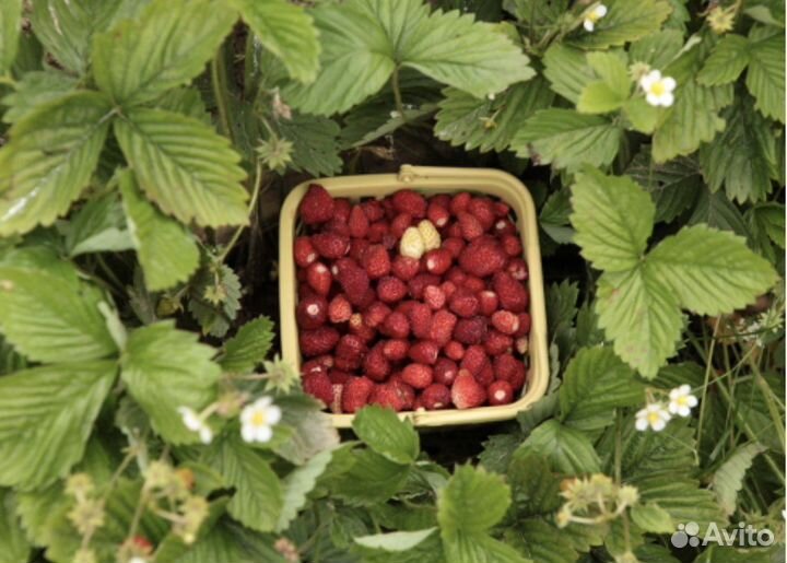 Земляника садовая ремонтантная