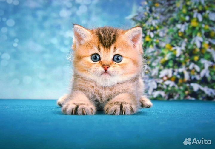 Шотландские котята золотая шиншилла