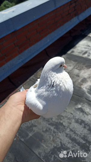 Голуби красавица