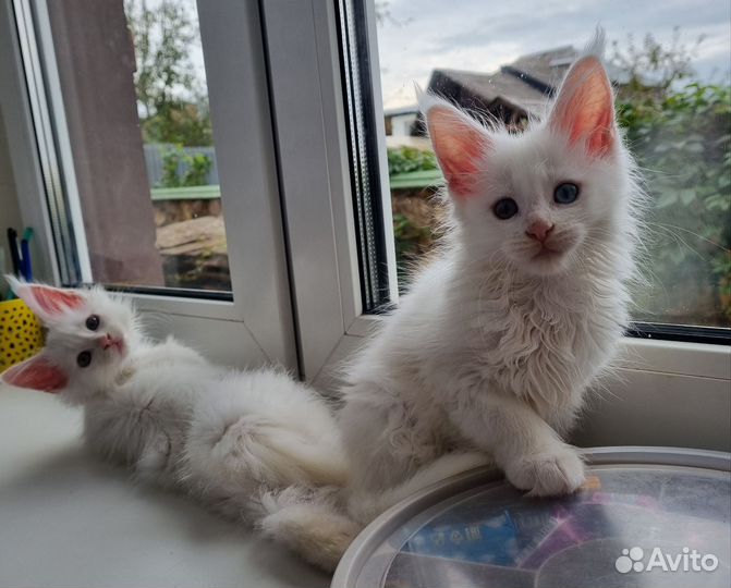 Котята мейн кун