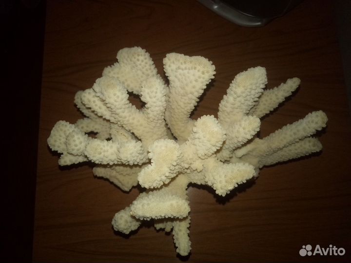 Морские кораллы ракушки