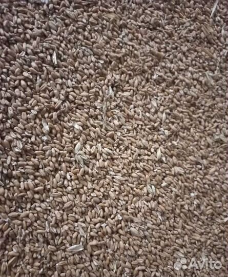 Подсолнечник, Фуражный овёс корма