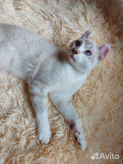 Американский кёрл вязка