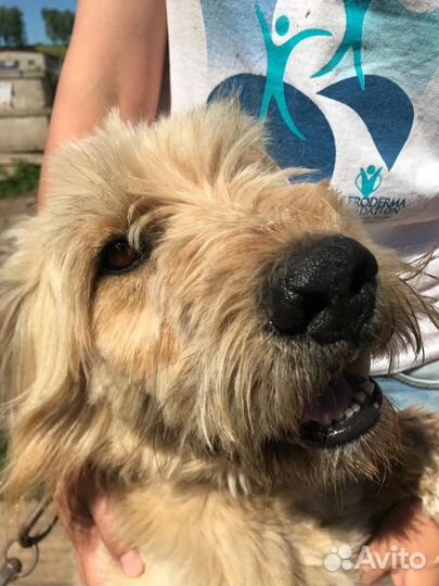 Мохнатый крупный добряк