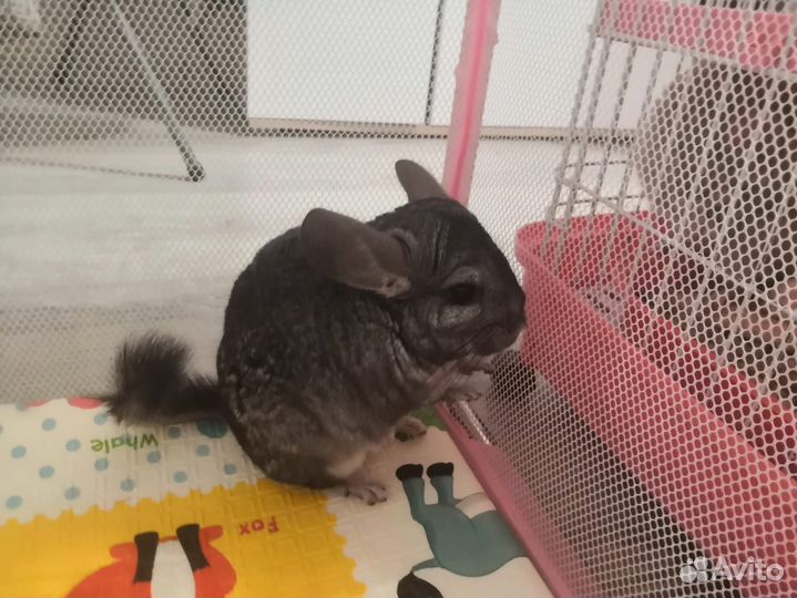 Шиншилла самец 2 месяца