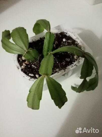 Рипсалидопсис