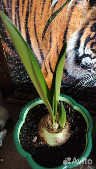 Гиппеаструм цветущий