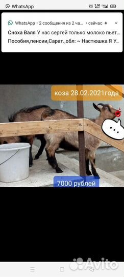 Коза дойная чешская