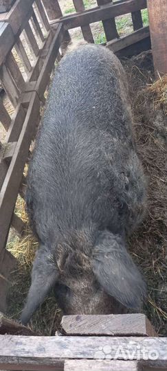 Хряк венгерской мангалицы