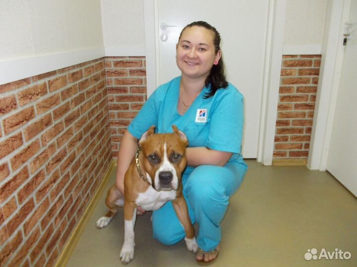 Скорая ветеринарная помощь. Ветеринарный врач