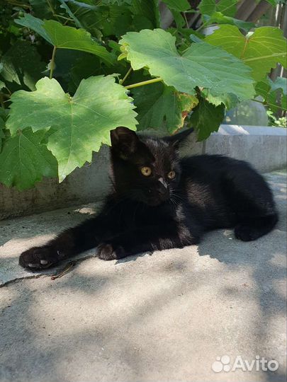 Котенок Чара из приюта