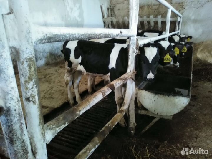 Телята мясной породы бычки