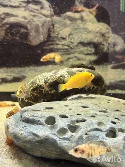 Рыбки цихлиды, Лабидохромис еллоу мальки