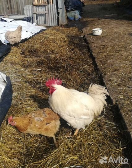Куры петухи