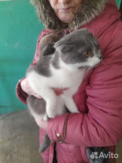 Кошка