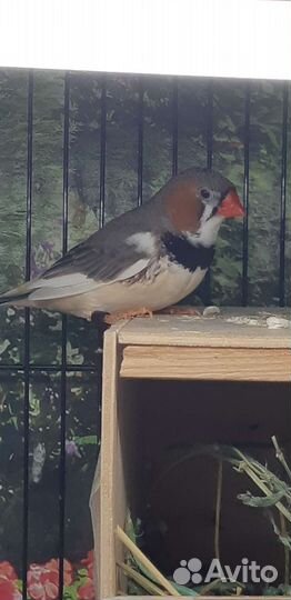 Японские,Зебровые,Рисовые амадины