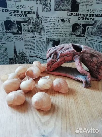 Грот и ракушки