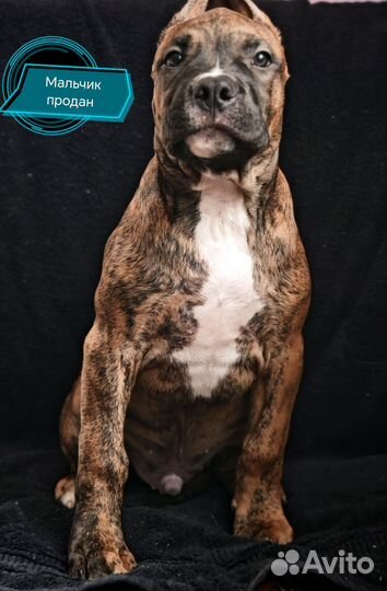 Щенки питбульки из питомника